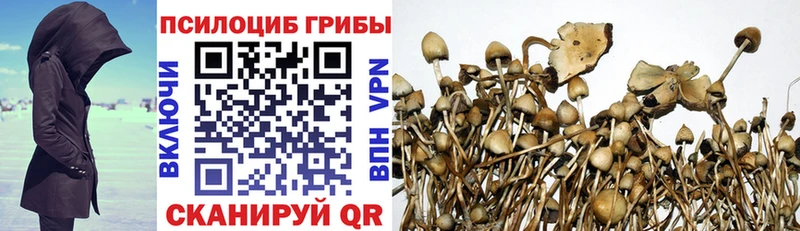 Купить где  Сольцы  Псилоцибиновые грибы мицелий 